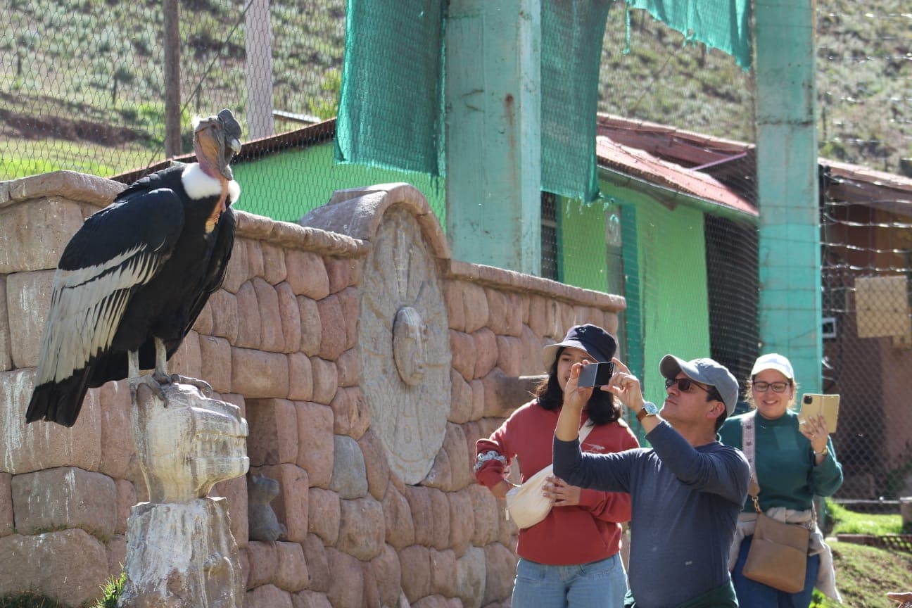 Visitors meeting an Andean condor at Cusco Wildlife Rescue Center