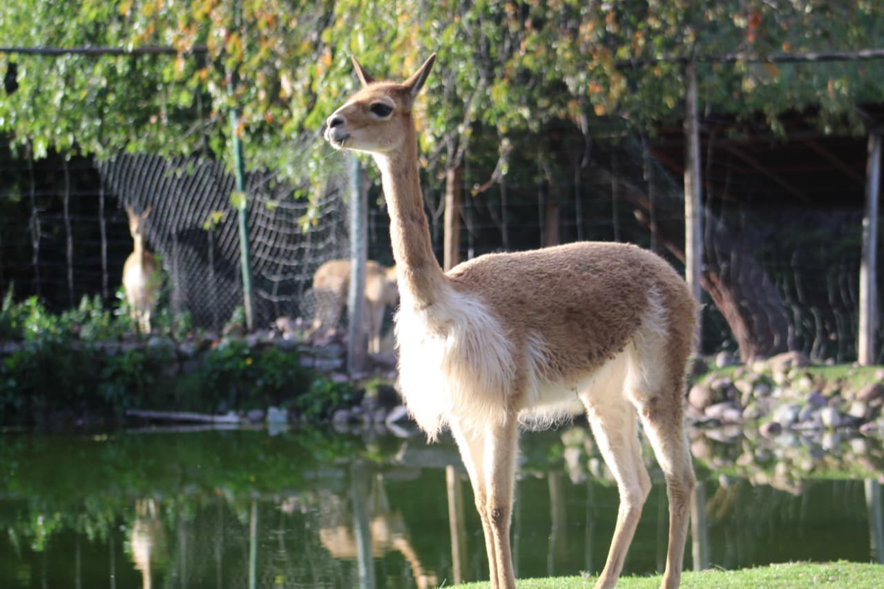 Vicuña at Cusco Wildlife Rescue Center